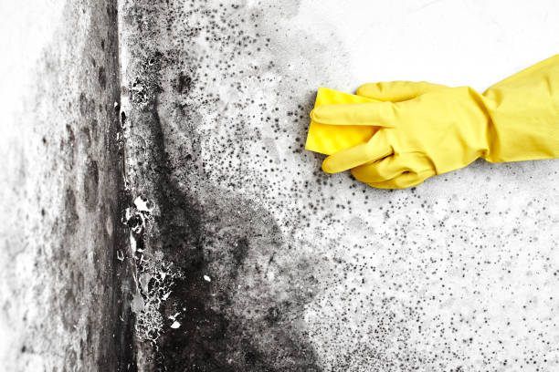 Best Real Estate Mold Inspection  in Gladwin, MI